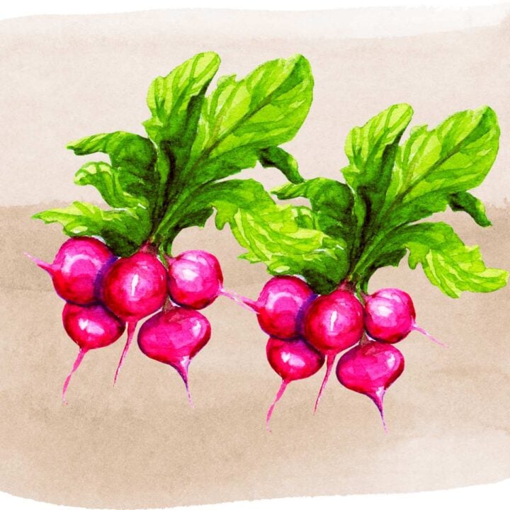 How To Cut Radishes 4 Different Ways With Preparation Tips